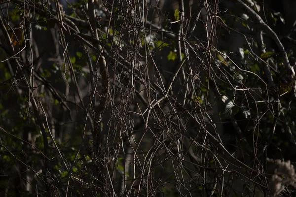 Espeso Bosque Oscuras Espeluznantes Vides Colgando Imágenes De Stock Sin Royalties Gratis