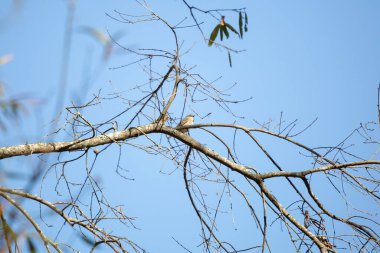 Yellow-rumped warbler (Setophaga coronata) looking out majestically from its perch on a tree branch