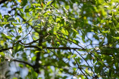 Male American redstart (Setophaga ruticilla) diving from a limb on an oak tree