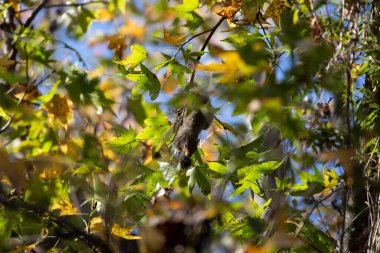 Eastern gray squirrel (Sciurus carolinensis) foraging on a sweetgum tree as it hangs upside down