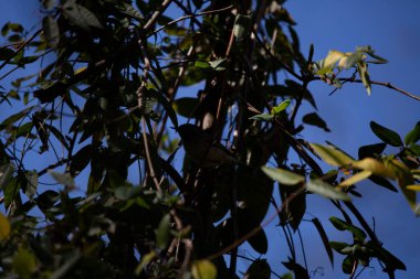 Shadowy ruby-crowned kinglet (Regulus calendula) perched in vines