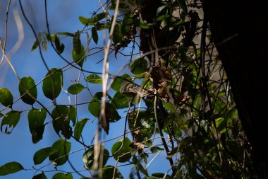 Ruby-crowned kinglet (Regulus calendula) facing away on its perch in vines