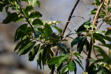 Curious ruby-crowned kinglet (Regulus calendula) looking over its shoulder