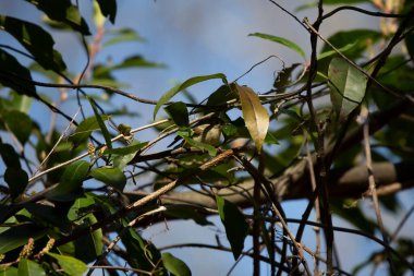 Ruby-crowned kinglet (Regulus calendula) in the shadows among green leaves