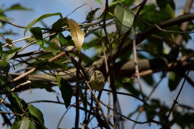 Curious ruby-crowned kinglet (Regulus calendula) looking up from a perch