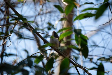 Dark-eyed junco (Junco hyemalis) looking around majestically from its perch