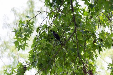 Common grackle (Quiscalus quiscula) calling from a perch on a tree branch