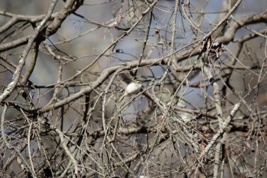 Golden-crowned kinglet (Regulus satrapa) landing on a tree limb