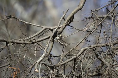 Serious golden-crowned kinglet (Regulus satrapa) looking straight ahead