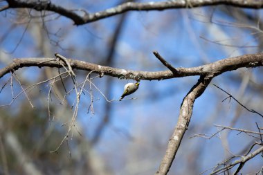Curious golden-crowned kinglet (Regulus satrapa) hanging from a tree branch