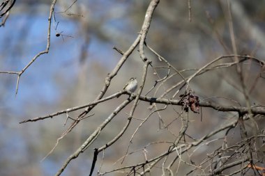 Curious golden-crowned kinglet (Regulus satrapa) looking up from a tree limb