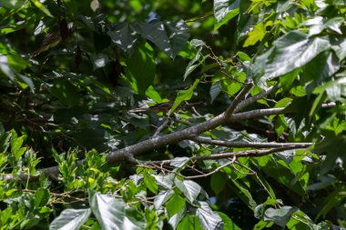 Partially hidden great-crested flycatcher (Myiarchus crinitus) perched in a tree
