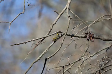 Side and yellow head stripe of a golden-crowned kinglet (Regulus satrapa) foraging on a tree branch