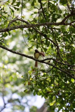 Great-crested flycatcher (Myiarchus crinitus) grooming from its perch on a tree branch