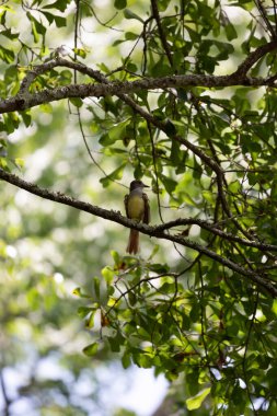Curious great-crested flycatcher (Myiarchus crinitus) looking right from its perch on a tree branch