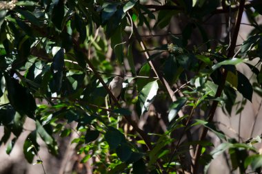 Chipping sparrow (Spizella passerina) looking around curiously from its perch on a bush