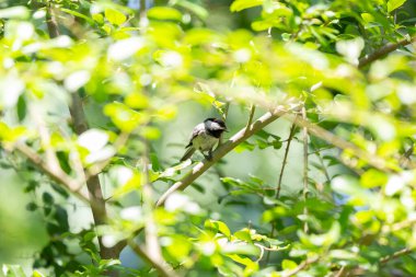 Carolina chickadee (Poecile carolinensis) chirping from its perch on a bush