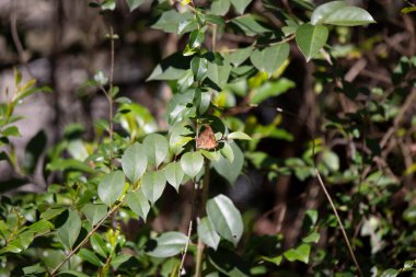 Outer wing of a question mark butterfly (Polygonia interrogationis) perched on a green bush leaf