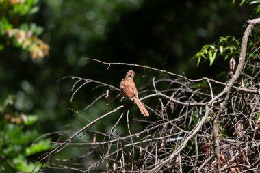 Brown thrasher (Toxostoma rufum) who is beginning to molt looking around
