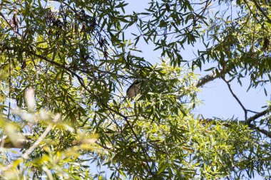 Blue jay (Cyanocitta cristata) hopping from one oak tree limb to another