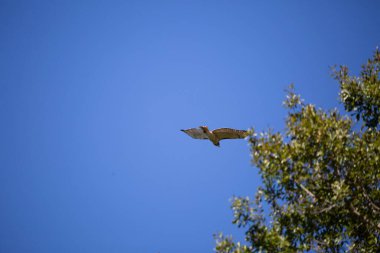 Red-tailed hawk (Buteo jamaicensis) soaring past a tree top