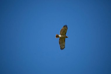 Red-tailed hawk, also known as a chickenhawk (Buteo jamaicensis) soaring through a deep blue sky