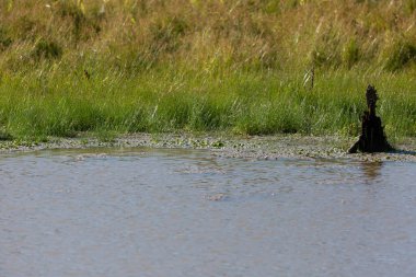 Dead tree stump jutting out of murky water at the edge of a green meadow