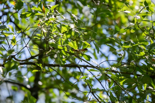 Male American Redstart Setophaga Ruticilla Oak Tree — Stok fotoğraf