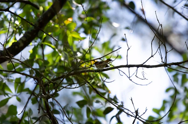 Male American Redstart Setophaga Ruticilla Oak Tree Limb — Foto de Stock