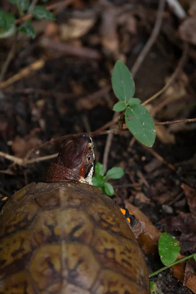 Eastern Box Turtle Terrapene Carolina Carolina Asian Tiger Mosquito Aedes — Foto de Stock