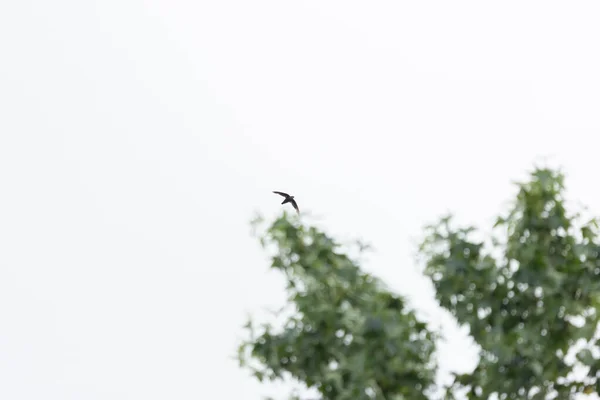 Chimney Swift Chaetura Pelagica Soaring Tree Tops — Foto de Stock