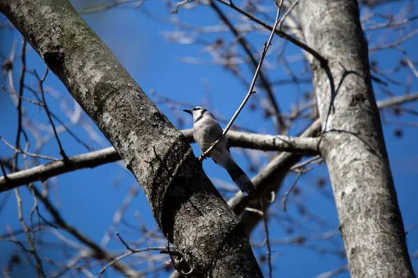 Majestic Blue Jay Cyanocitta Cristata Looking Out Cautiously Its Perch — Stockfoto