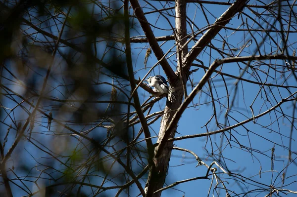 Κυανοσίτα Cyanocitta Cristata Που Προσγειώνεται Κλαδί Δέντρου — Φωτογραφία Αρχείου