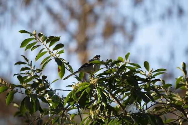 Northern Mockingbird Mimus Poslyglotto Eating Berry Bush — Stock fotografie