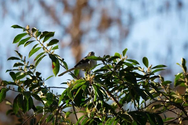 Northern Mockingbird Mimus Poslyglotto Looking Out Its Perch Bush — Stok fotoğraf