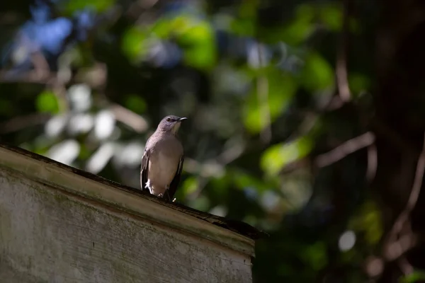 Curious Nothern Mockingbird Mimus Poslyglotto Looking Out Its Perch Roof — Stockfoto