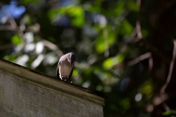 Curious Nothern Mockingbird Mimus Poslyglotto Looking Its Perch Roof — Stockfoto
