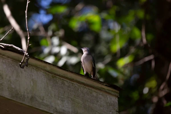 Curious Nothern Mockingbird Mimus Poslyglotto Looking Back Its Perch Roof — Fotografia de Stock