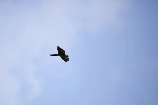 Mississippi Kite Ictinia Mississippiensis Soaring Sky — Stock Photo, Image