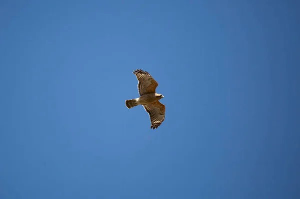 Красноплечий Ястреб Buteo Lineatus Летит Голубом Небе — стоковое фото