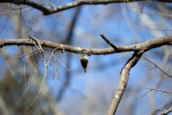 Golden Crowned Kinglet Regulus Satrapa Hanging Tree Branch — Fotografia de Stock