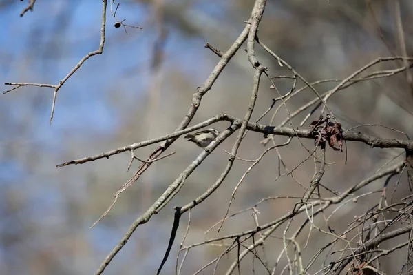 Curious Golden Crowned Kinglet Regulus Satrapa Looking Tree Limb — Stockfoto