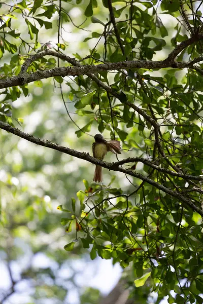 Great Crested Flycatcher Myiarchus Crinitus Grooming Its Perch Tree Branch — Stockfoto