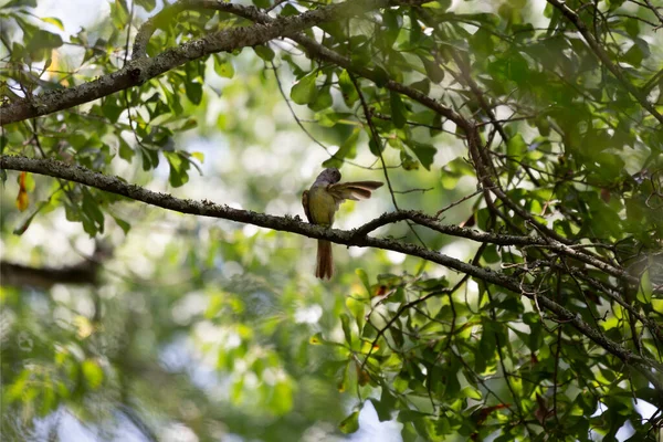 Great Crested Flycatcher Myiarchus Crinitus Grooming Its Perch Tree Branch — Stockfoto