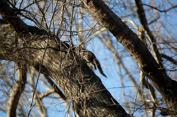 Eastern Gray Squirrel Sciurus Carolinensis Running Tree — Foto de Stock