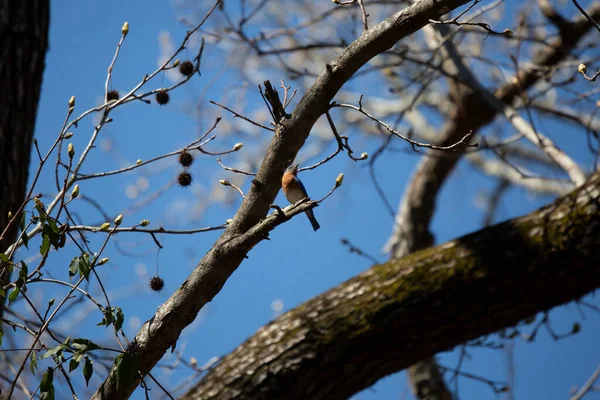 Curious Eastern Bluebird Sialia Sialis Looking Its Perch Tree Branch —  Fotos de Stock