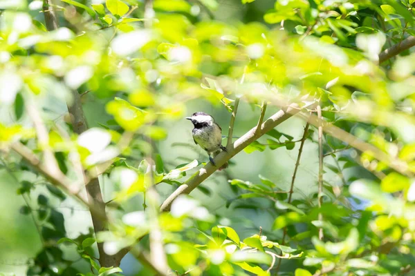 Carolina Chickadee Poecile Carolinensis Looking Its Perch Bush — 图库照片