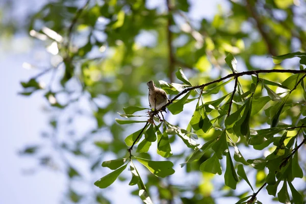 Περίεργη Chickadee Καρολίνα Poecile Carolinensis Κοιτάζοντας Κάτω Από Την Πέρκα — Φωτογραφία Αρχείου