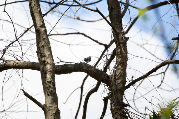 Black White Warbler Mniotilta Varia Looking Straight Ahead Wind Blowing —  Fotos de Stock