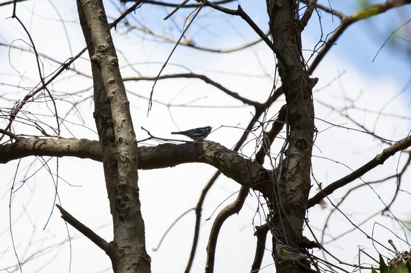 Curious Black White Mniotilta Varia Warbler Looking Tree Branch — Fotografia de Stock